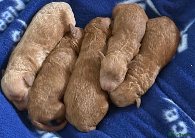 Poochon dogs Beautiful poochon puppies - Advert 4