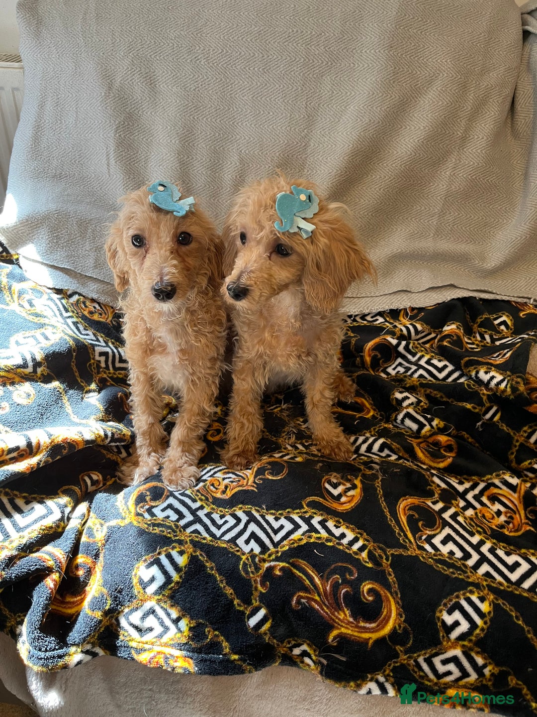 Maltipoo dogs for sale: BEAUTIFUL MALE MALTIPOOS READY NOW  in Kettering - Image 7