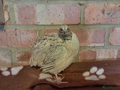 Quail poultry Billy, Barney and Bruce Quail for sale - Advert 2