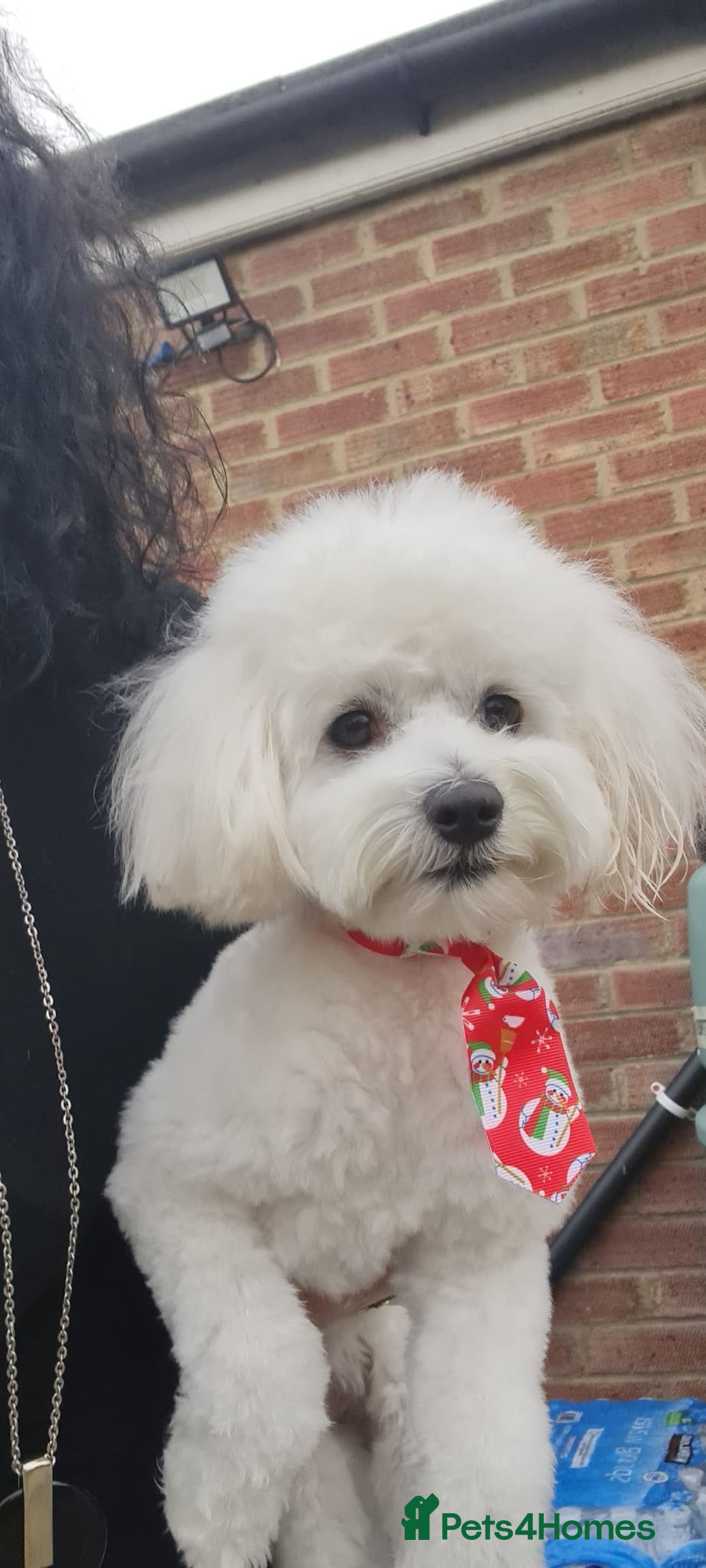 Maltipoo dogs for stud: Only for stud - Advert 4