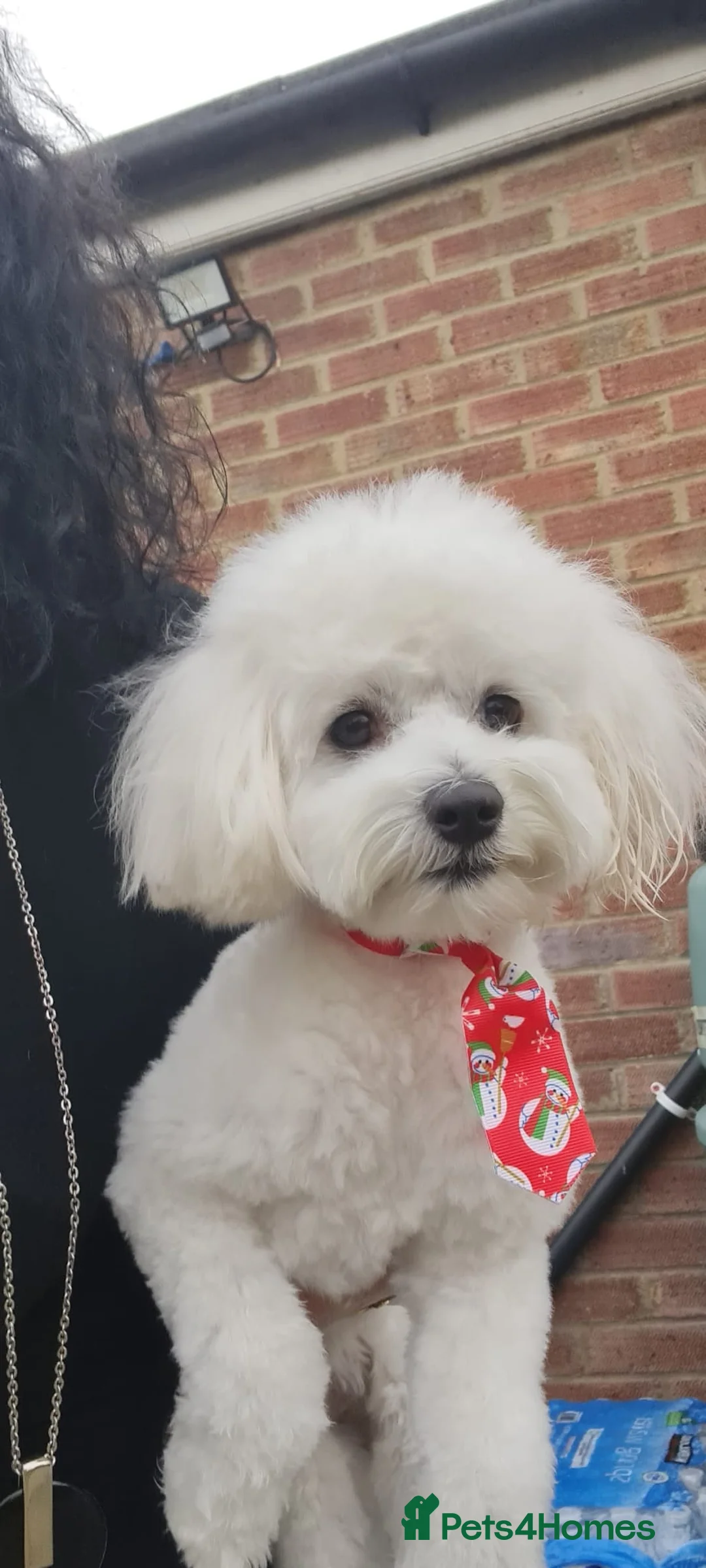 Maltipoo dogs for stud: Only for stud - Advert 4