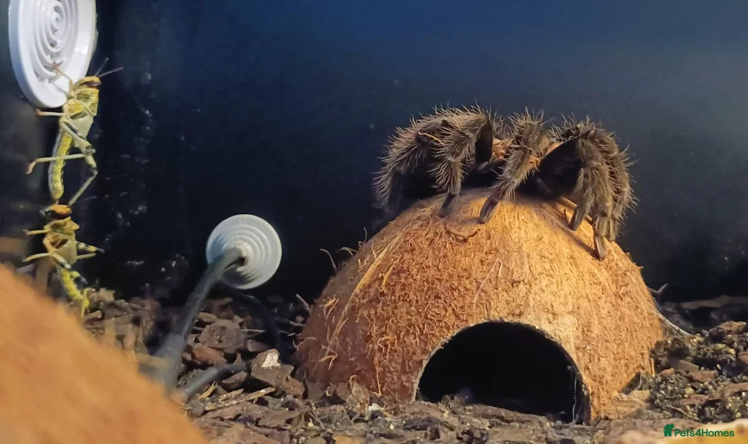 Spiders invertebrates for sale: Mexican Red Rump Tarantula in Nottingham - Advert 2