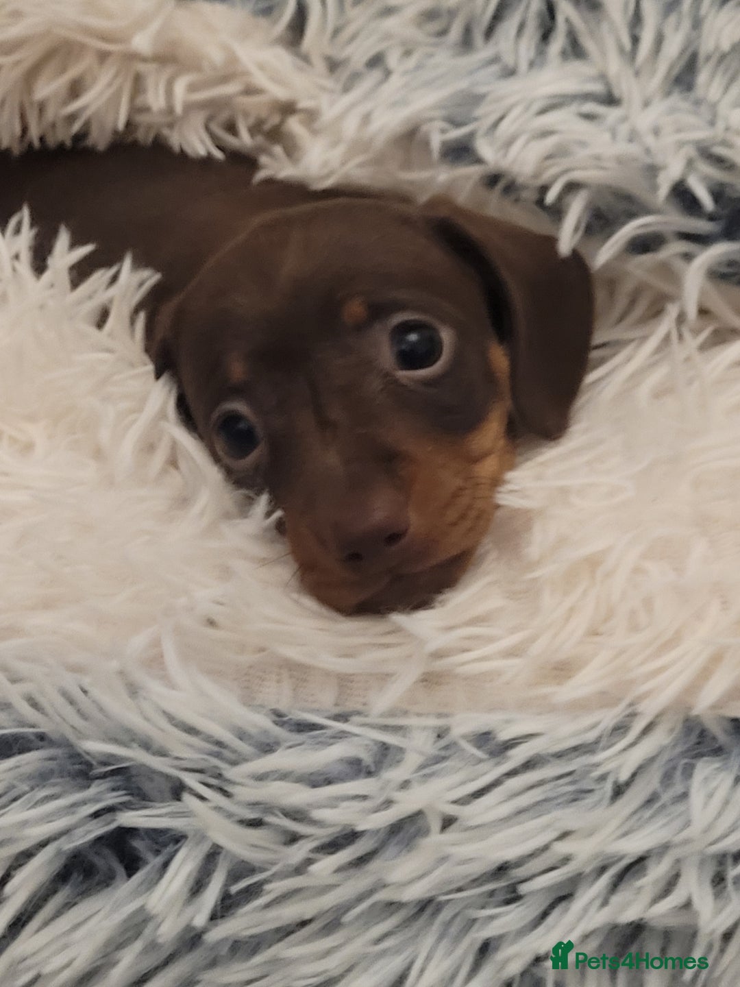 Miniature Dachshund dogs for sale: Miniature dachshund - Advert 3