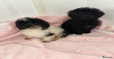 Cavapoo dogs Cavapoo puppies for sale  - Advert 1