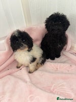 Cavapoo dogs Cavapoo puppies for sale - Advert 6