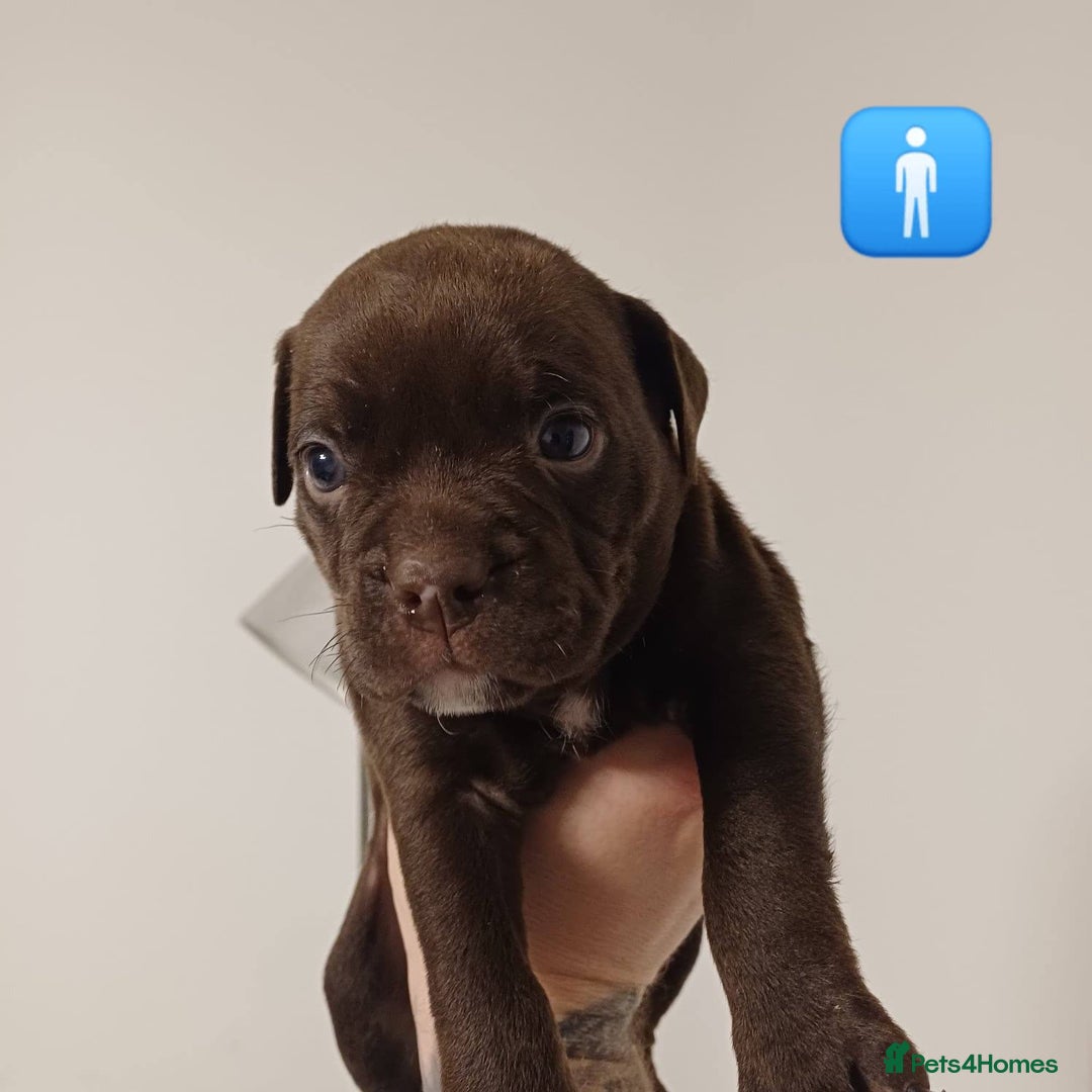 Mixed Breed dogs for sale: British Bulldog, Staffy Cross Pups - Advert 6