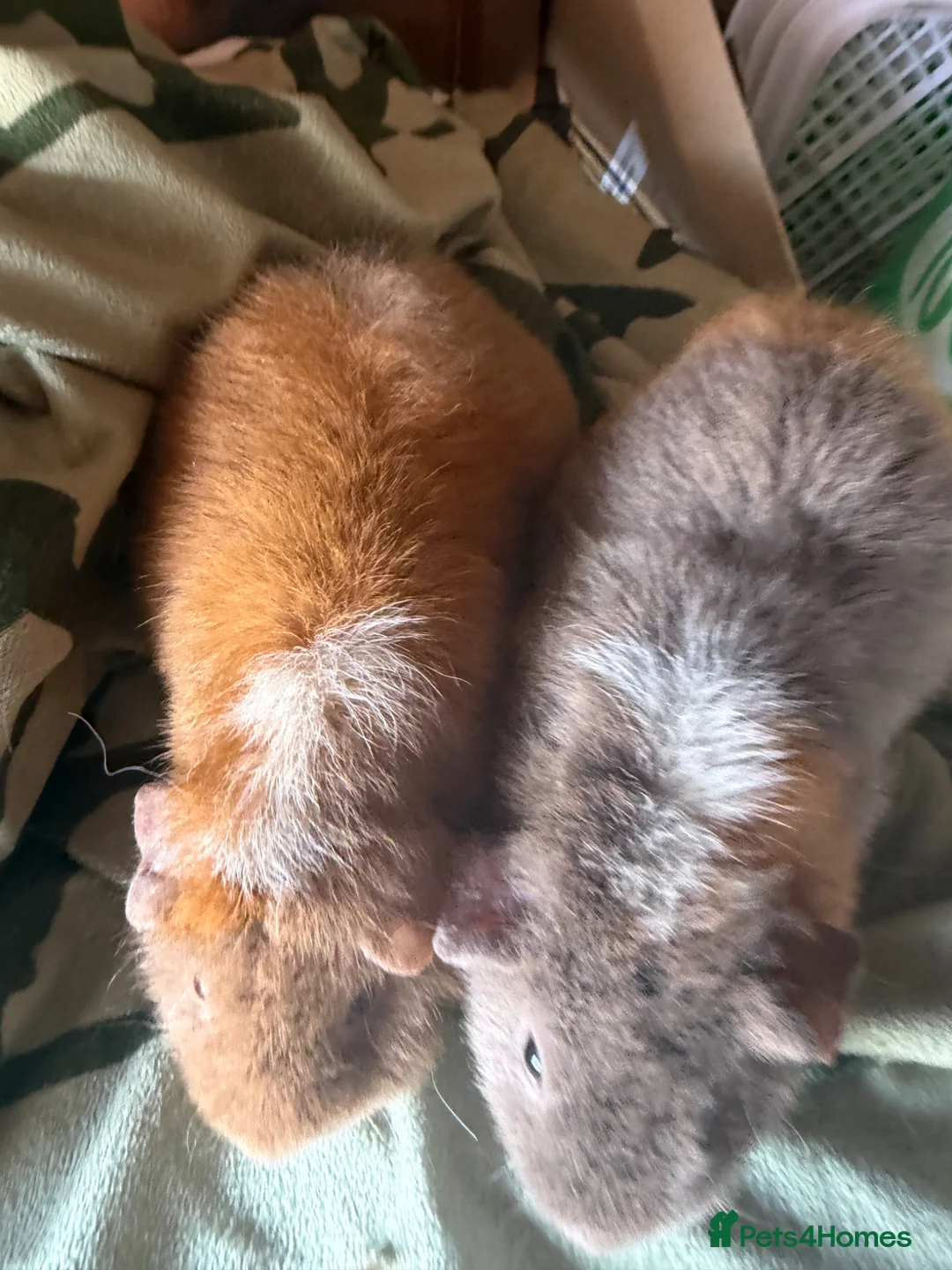 Guinea Pig rodents for sale: Baby guinea pigs. Also young sows  - Advert 2