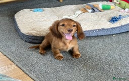 Miniature Dachshund dogs for sale: 1 handsome boy available  in Ely - Image 4