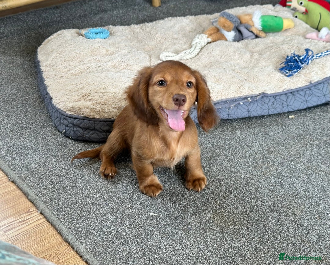Miniature Dachshund dogs for sale: 1 handsome boy available  in Ely - Image 4