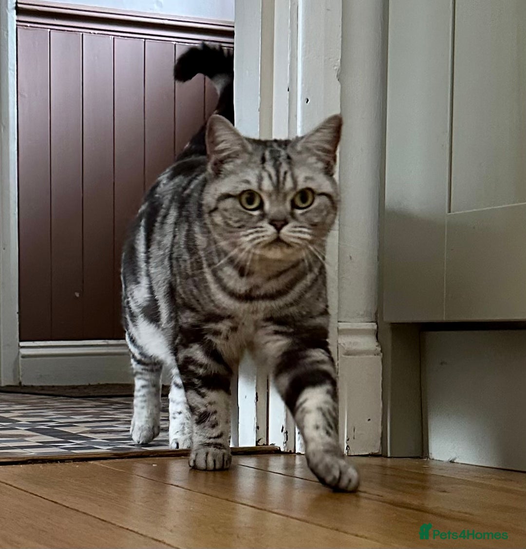 British Shorthair cats for sale: Looking for a lap Cat???? - Image 5