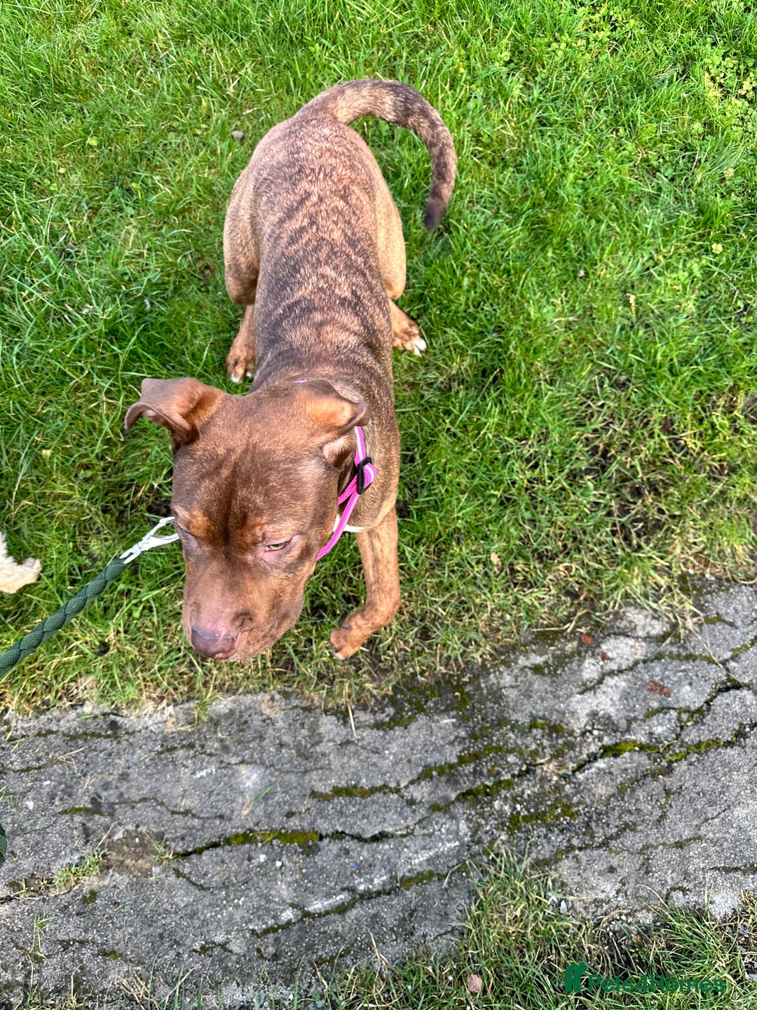 Presa Canario dogs for sale: Dog for sale - Advert 5