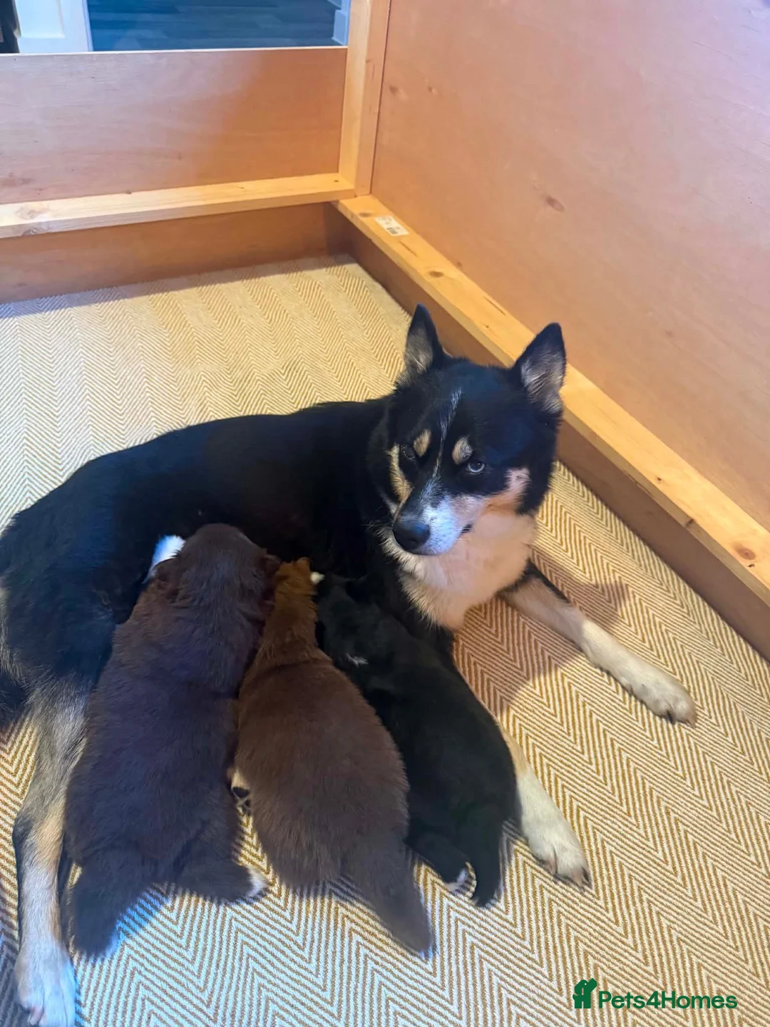 Pomsky dogs for sale: 🐾🐶Three Pomsky Babies🐾🐶 in Tiverton - Advert 2