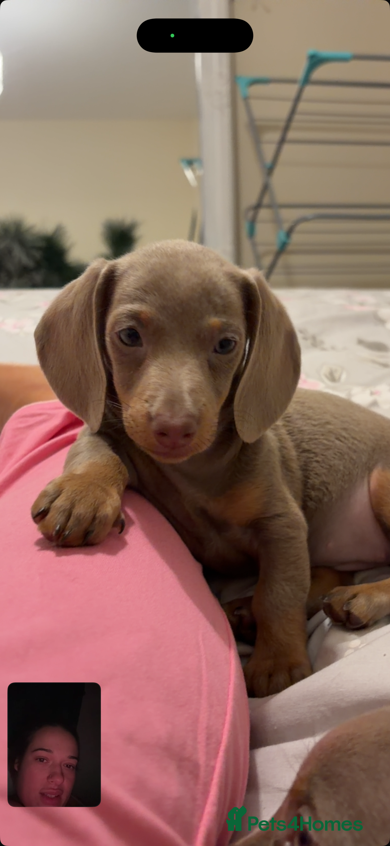 Dachshund dogs Lilac and tan miniature dachshund  - Advert 8