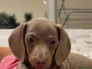 Dachshund dogs Lilac and tan miniature dachshund - Advert 1