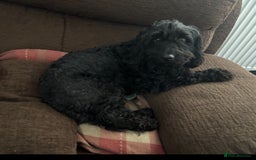 Cockapoo dogs for adoption: Ebony * Miniature Cockapoo * 240795 - Image 1