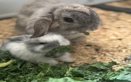 Mini Lop rabbits for sale: Extremely friendly mini lop babies for sale  - Image 16
