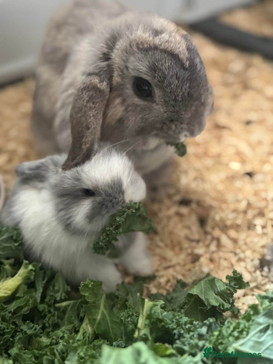 Mini Lop rabbits for sale: Extremely friendly mini lop babies for sale  - Image 16