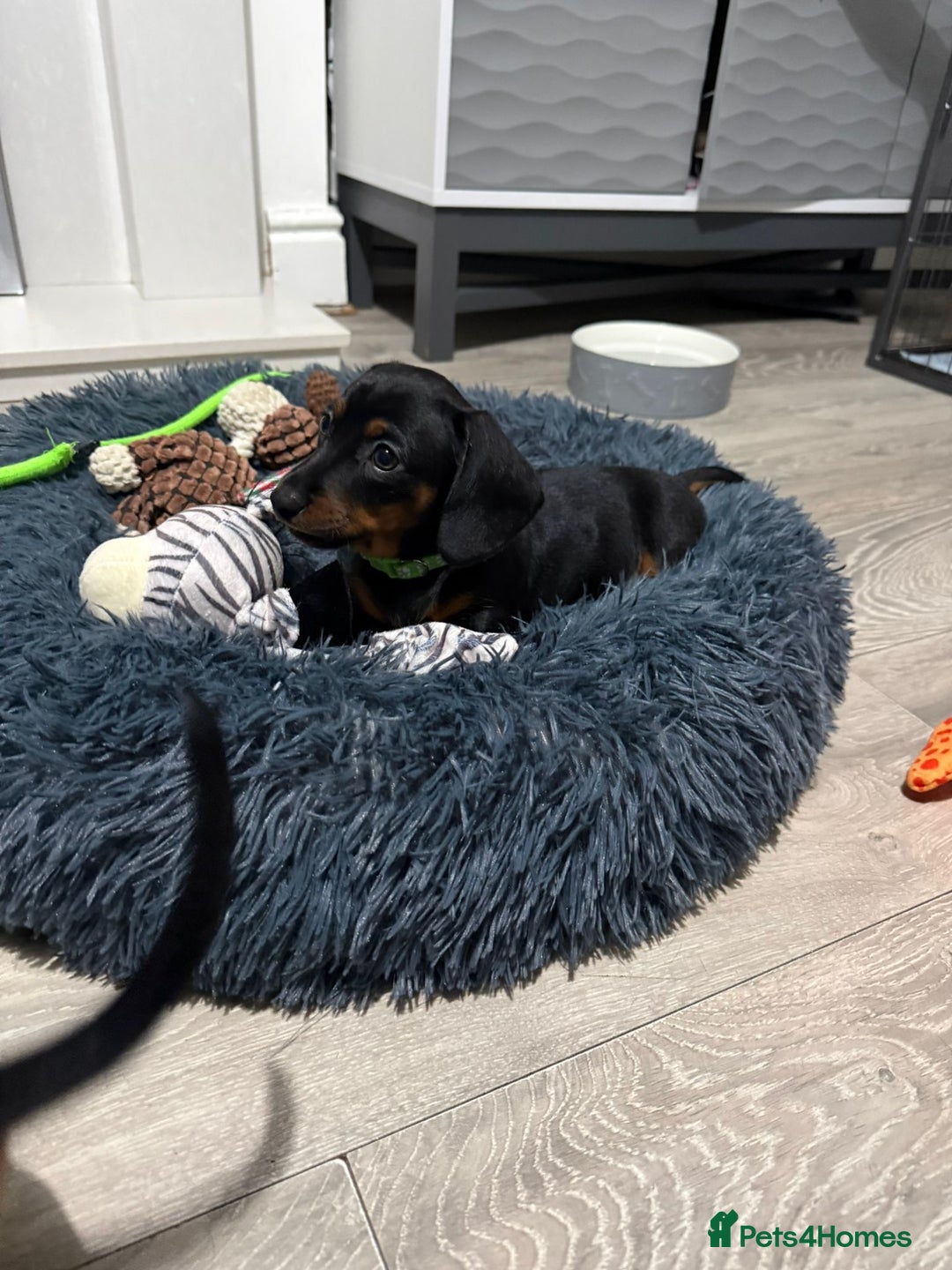 Miniature Dachshund dogs for sale: 8 Week Old Miniature Dachshund Puppies  - Advert 7