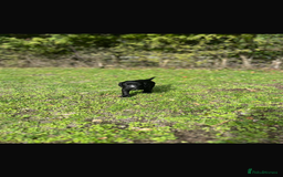 Cocker Spaniel dogs for sale: Working Cocker Spaniel Puppies - Image 14