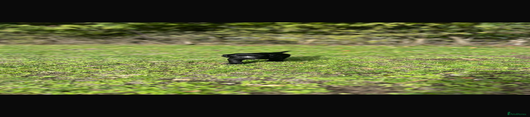 Cocker Spaniel boy 1