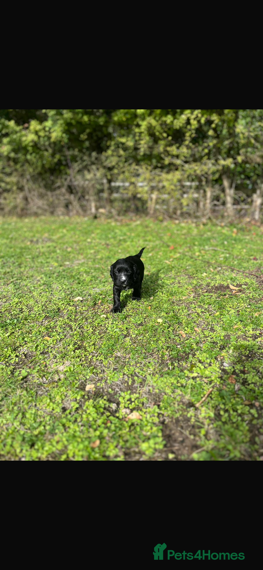 Cocker Spaniel dogs for sale: Working Cocker Spaniel Puppies - Image 14