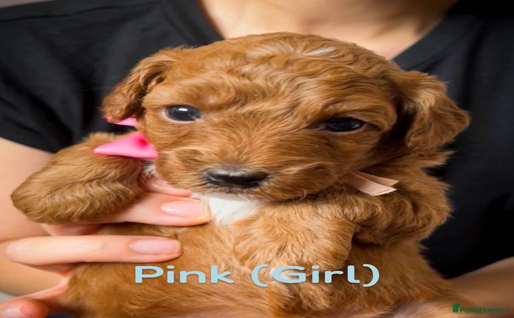 Cavapoo dogs - Advert 1