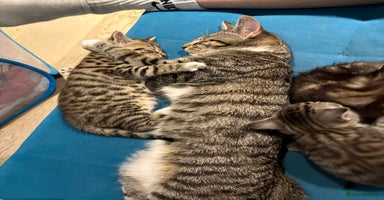 Maine Coon cats - Advert 14