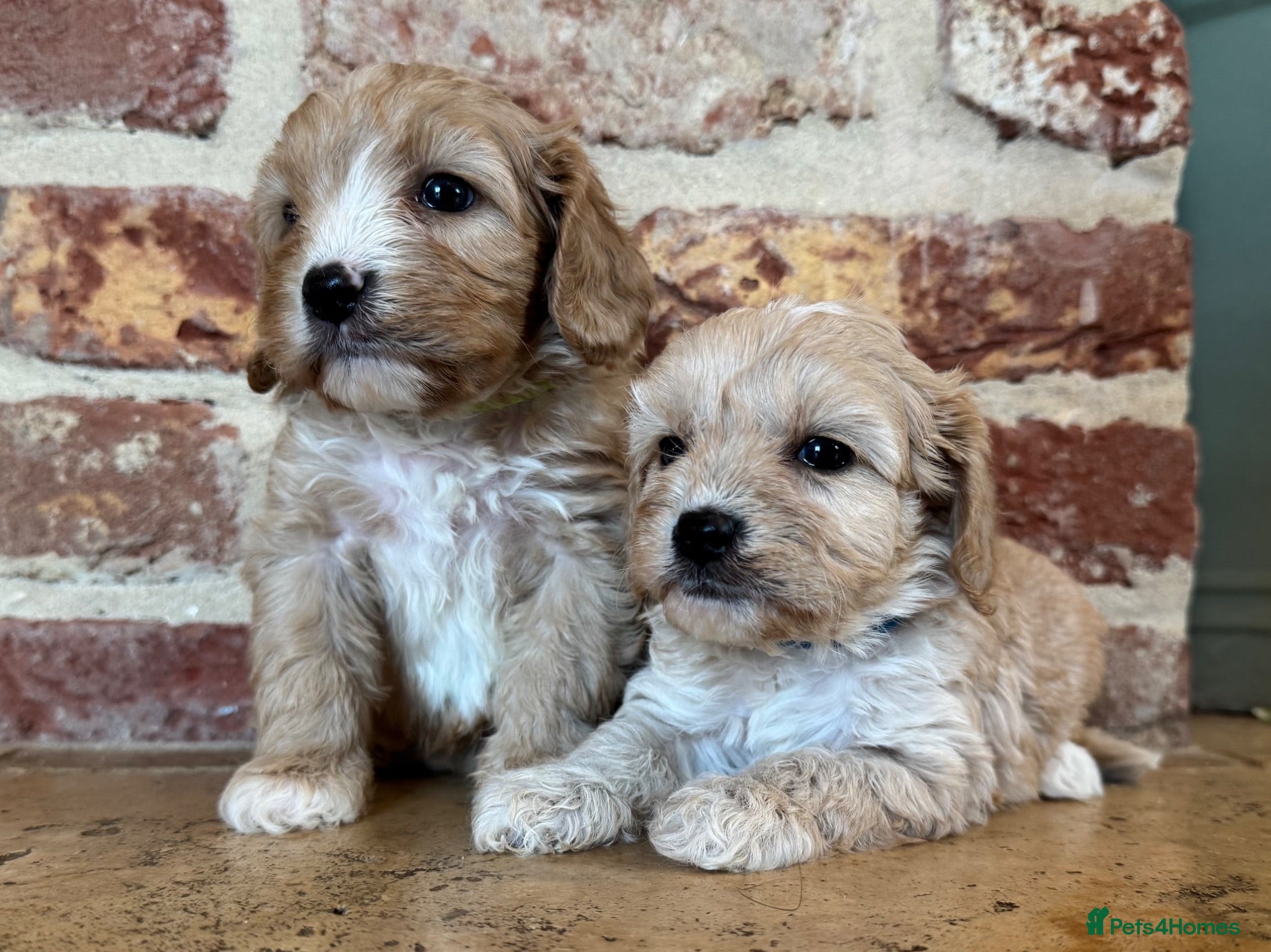 Cavapoo dogs F1 cavapoo males 💙💚 - Advert 2