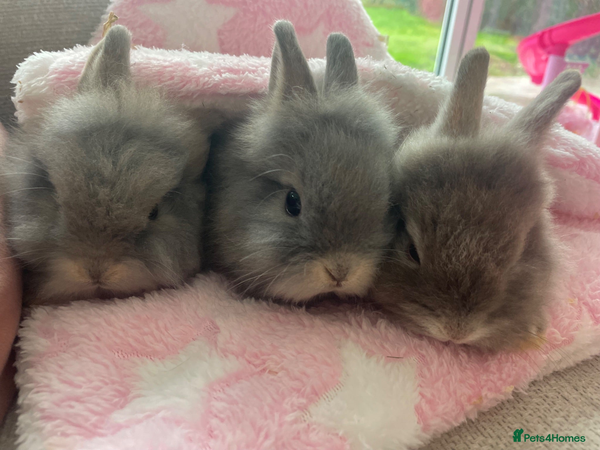 Lionhead rabbits 🐰 Adorable Lionhead Bunnies for Sale 🐰 - Advert 2