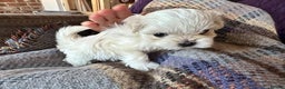 Maltese dogs for sale: K.C. reg. pretty Maltese puppies - Advert 1