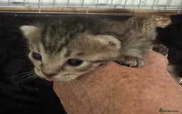 Savannah cats for sale: Stunning Savannah Kittens - Image 11