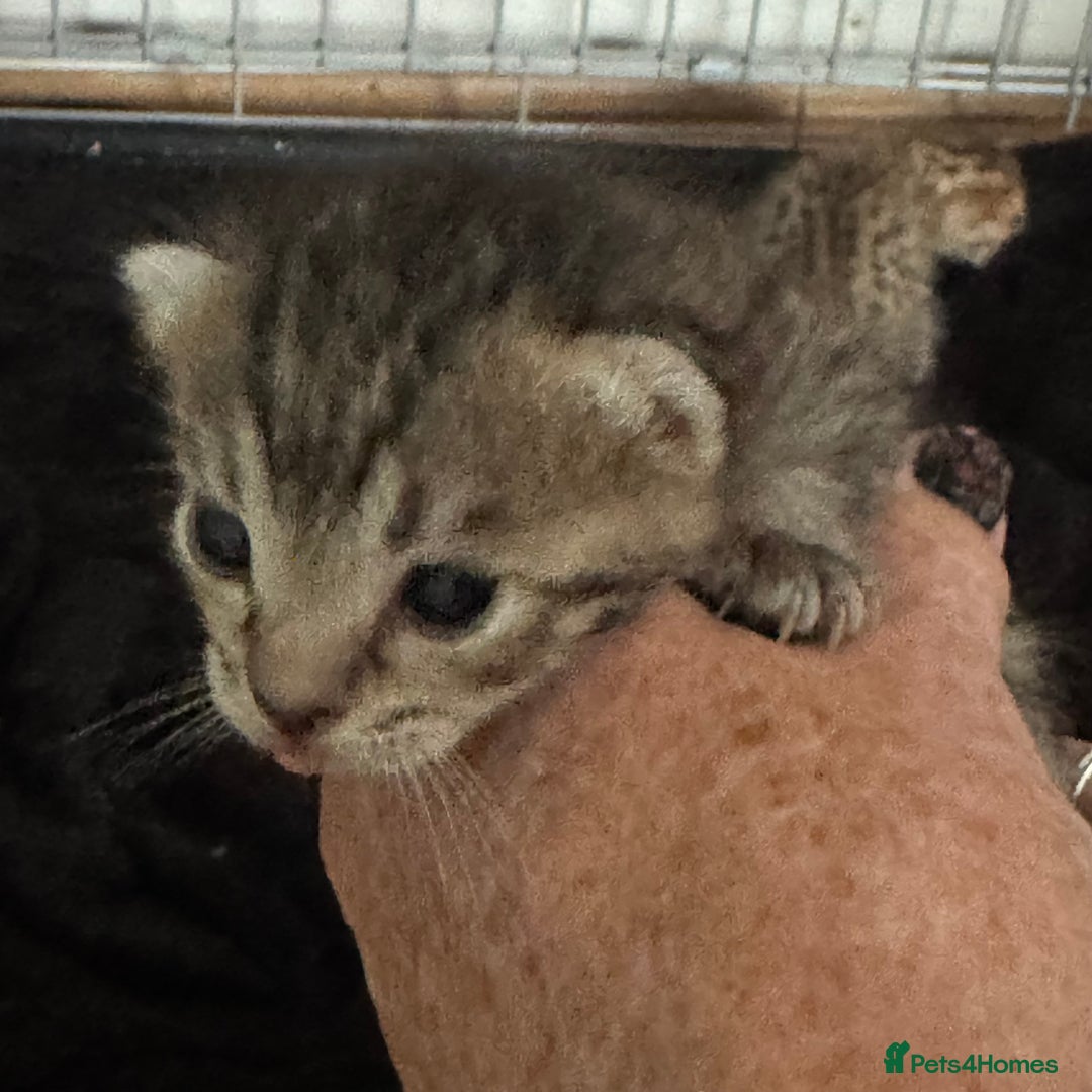 Savannah cats for sale: Stunning Savannah Kittens - Image 11