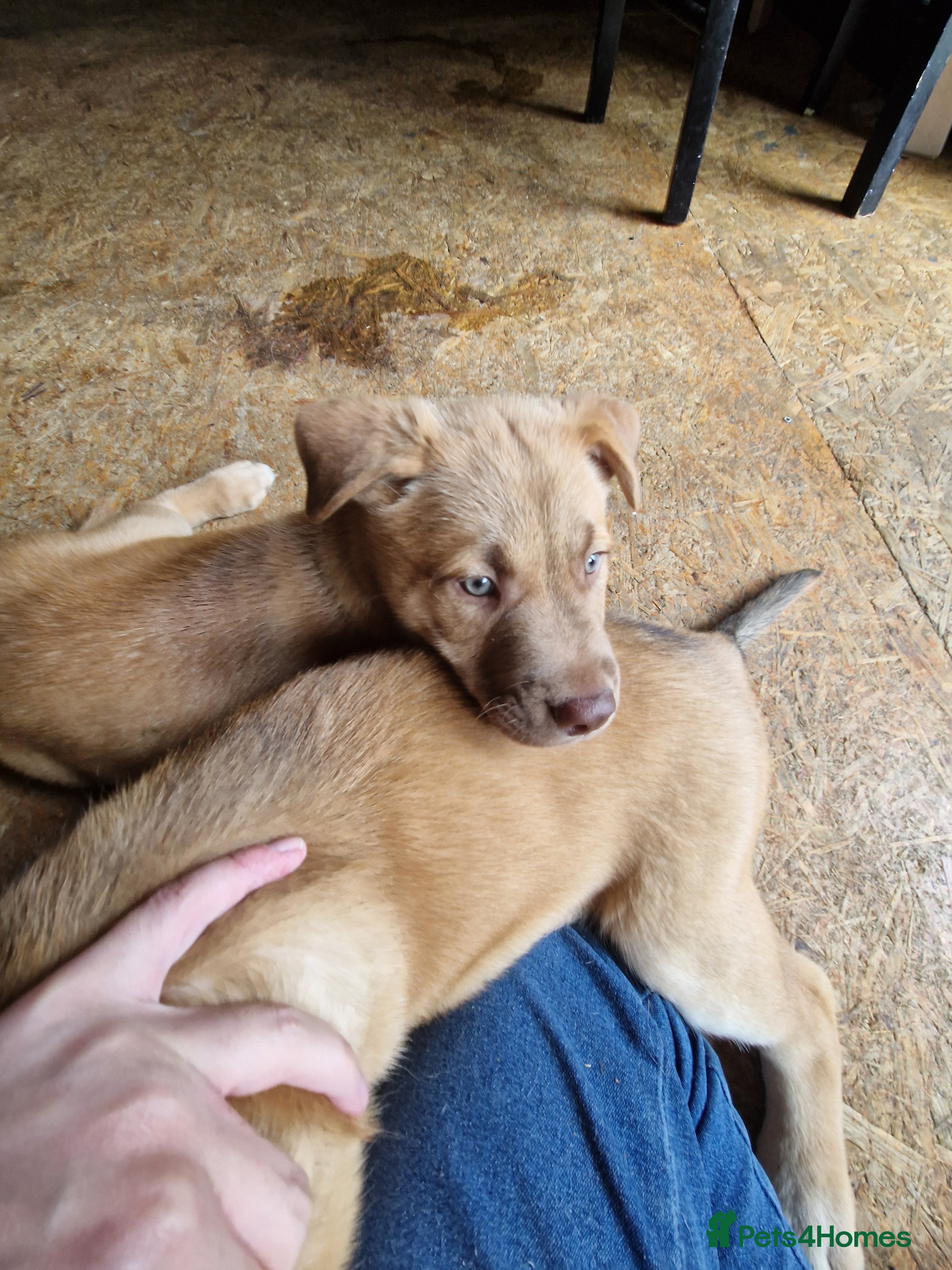 Mixed Breed dogs 4x husky/ french mastiff boys for good home's  - Advert 1