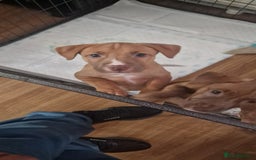 Mixed Breed dogs for sale: Beautiful pups for sale  - Image 1