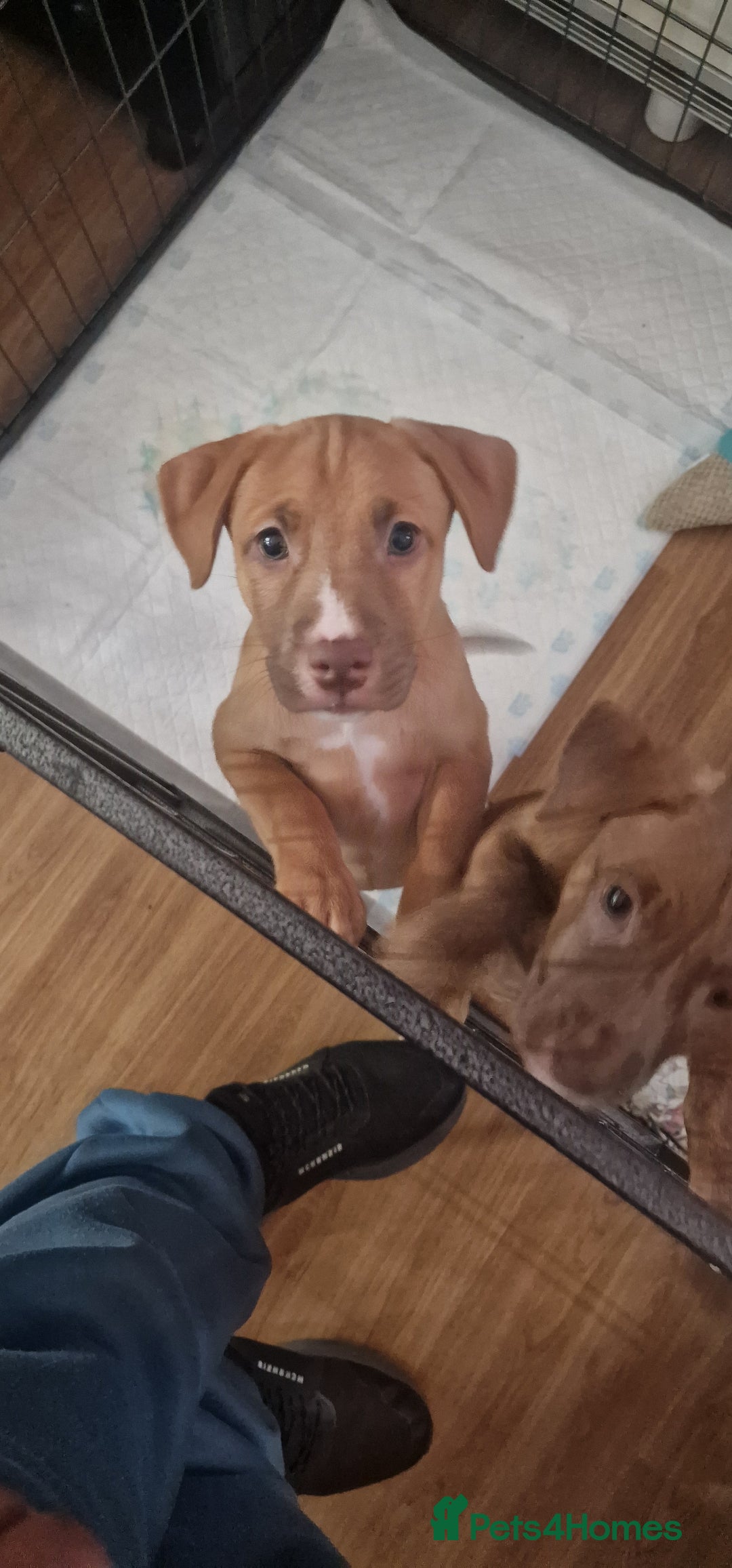 Mixed Breed dogs for sale: Beautiful pups for sale  - Image 1