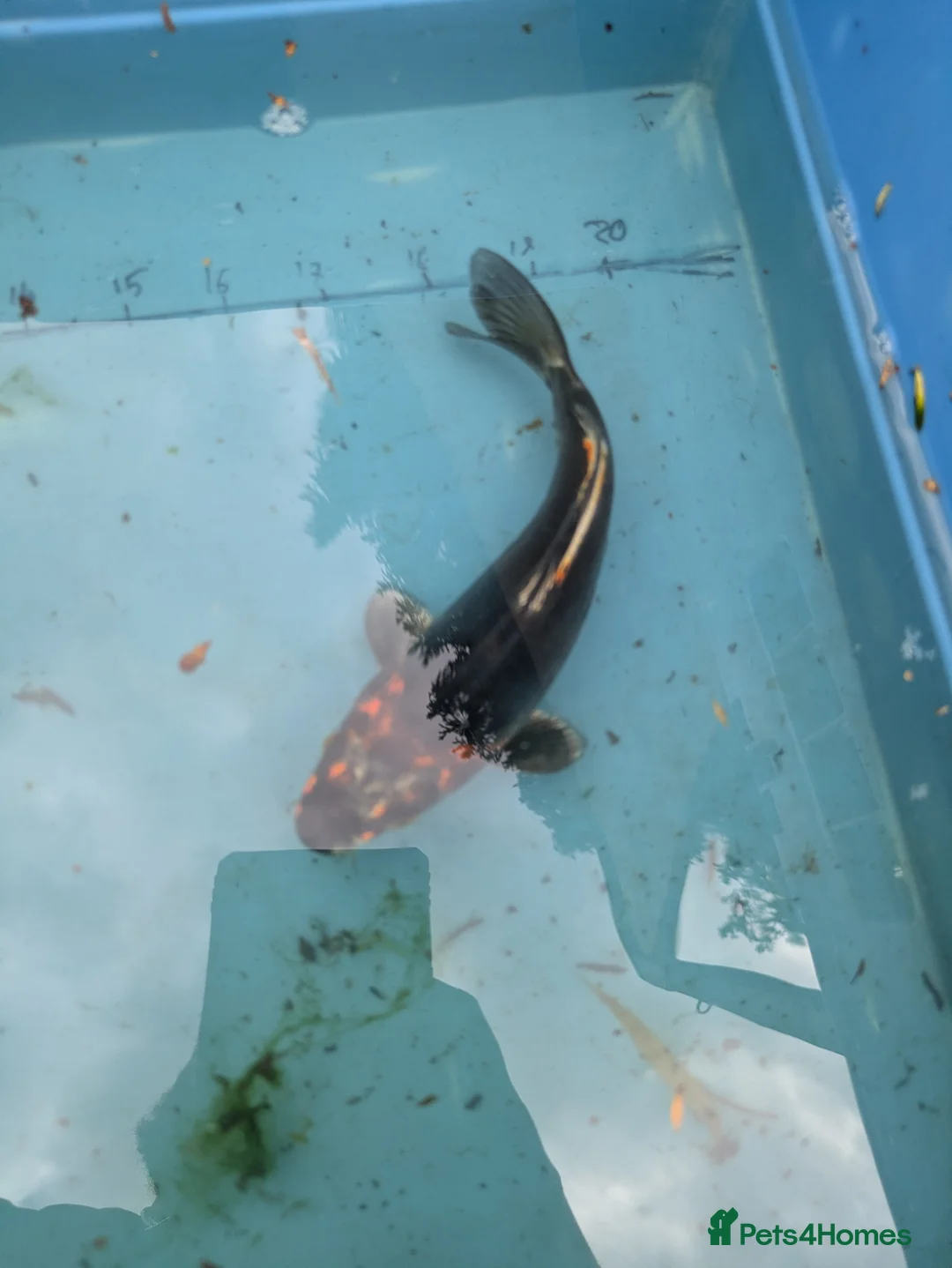 Koi Carp fish for sale: Koi carp close down pond  - Advert 3