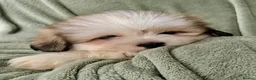 Shih Tzu dogs for sale: Imperial Shih Tzu Puppies  - Advert 3