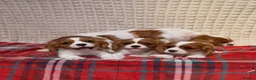 Cavalier King Charles Spaniel dogs for sale: STUNNING CAVALIER KING CHARLES BOYS  - Advert 10