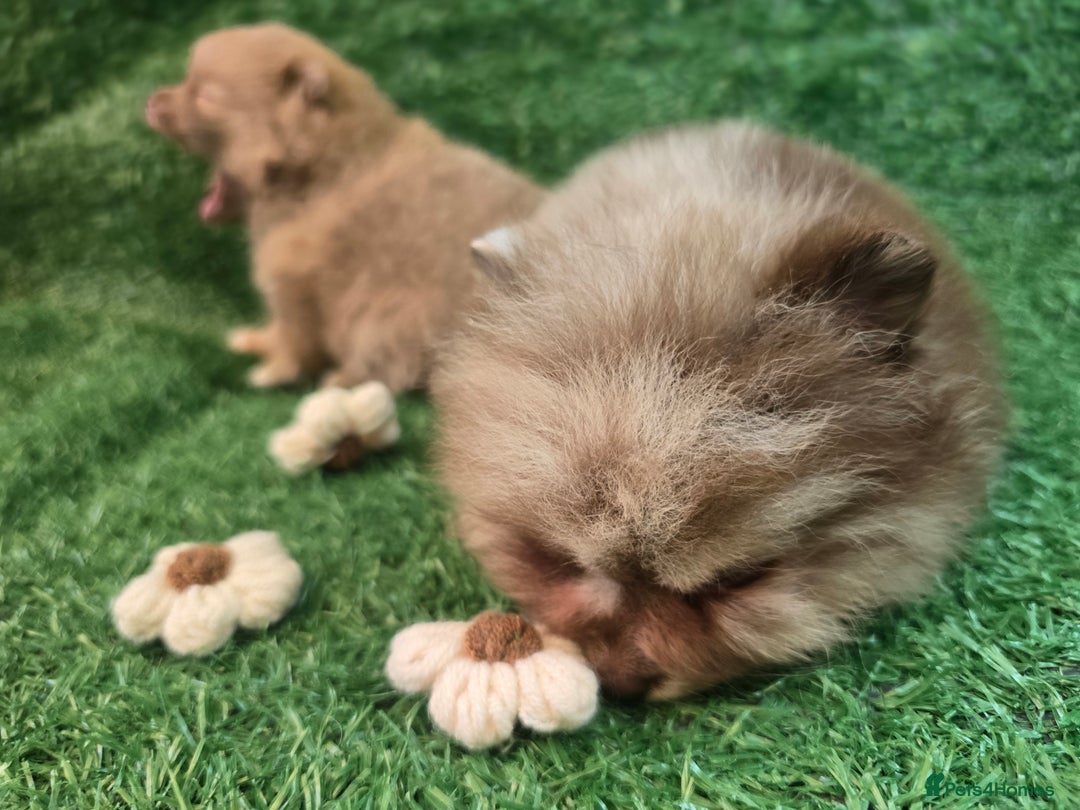 Pomeranian dogs for sale: 💜Lavender lilac chocolate merle exceptional poms - Advert 32