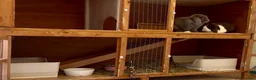 Mini Lop rabbits for sale: Pair of Gorgeous Bonded Pure Bred Mini Lop Bunnies in London - Advert 5