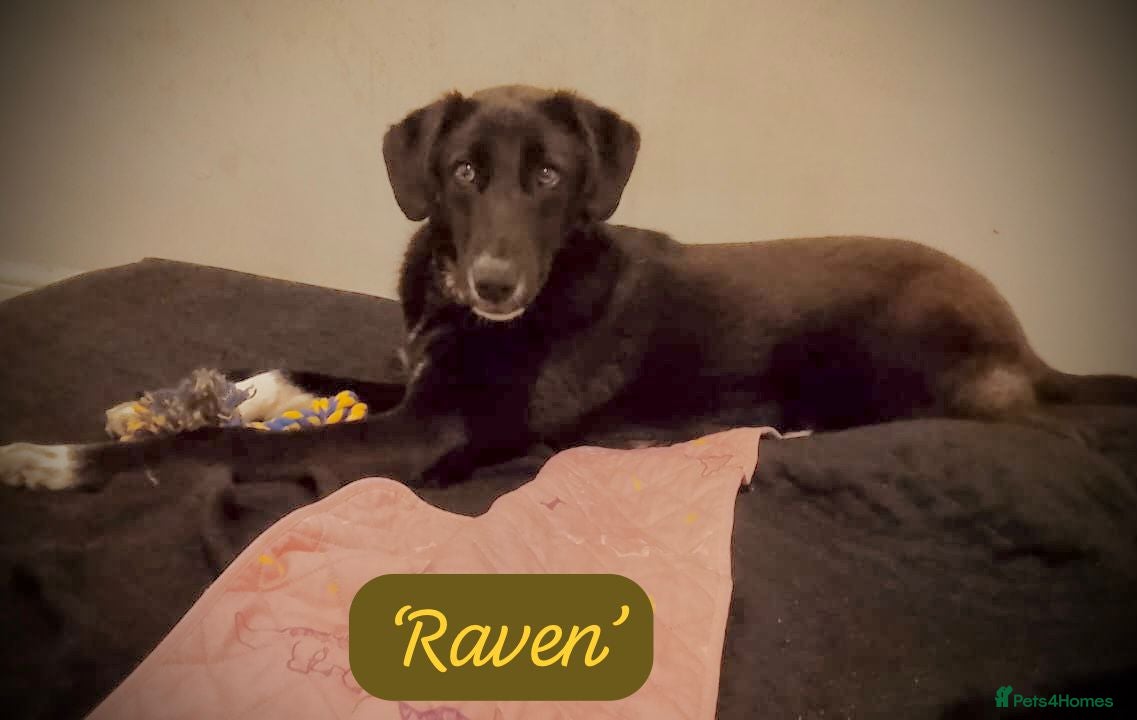 Mixed Breed dogs Raven, 1.5 yrs approx. Is in Uk 🇬🇧 Foster - Advert 9