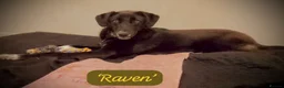 Mixed Breed dogs for adoption: Raven, 1.5 yrs approx. Is ADOPTED - Advert 1