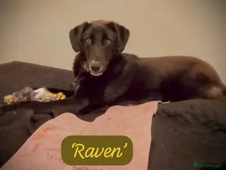 Mixed Breed dogs Raven, 1.5 yrs approx. Is in Uk 🇬🇧 Foster - Advert 9