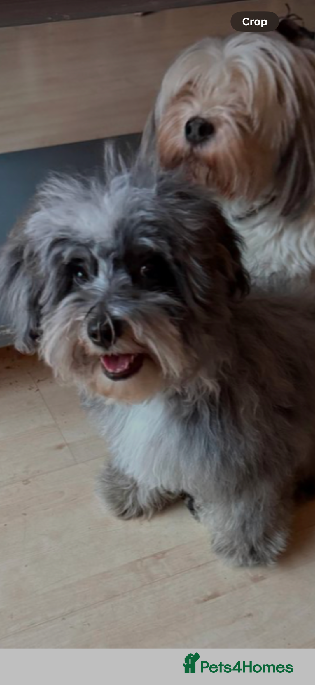 Maltipoo dogs for sale: 🤍 exquisite f1b Maltipoos exceptional quality 🤍 - Advert 2