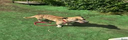 Mixed Breed dogs for adoption: 💛⭐️JESSIE - YOU GOT A FRIEND IN ME⭐️💛 - Advert 5