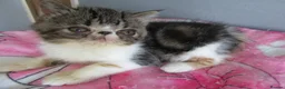 Exotic cats for sale: Super sweet Exotic female kitten READY NOW - Advert 28