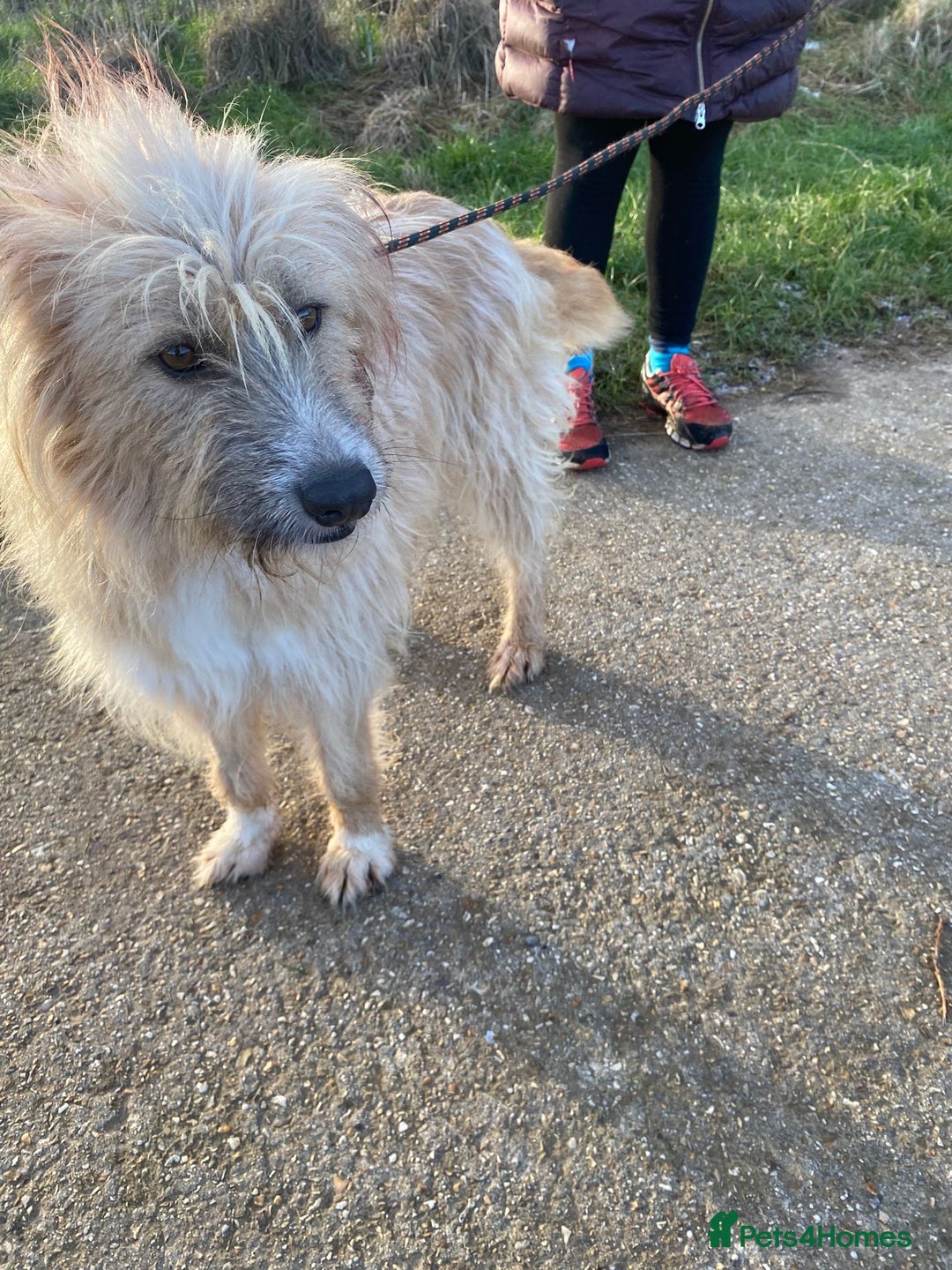 Mixed Breed dogs for adoption: Mary  - Advert 5