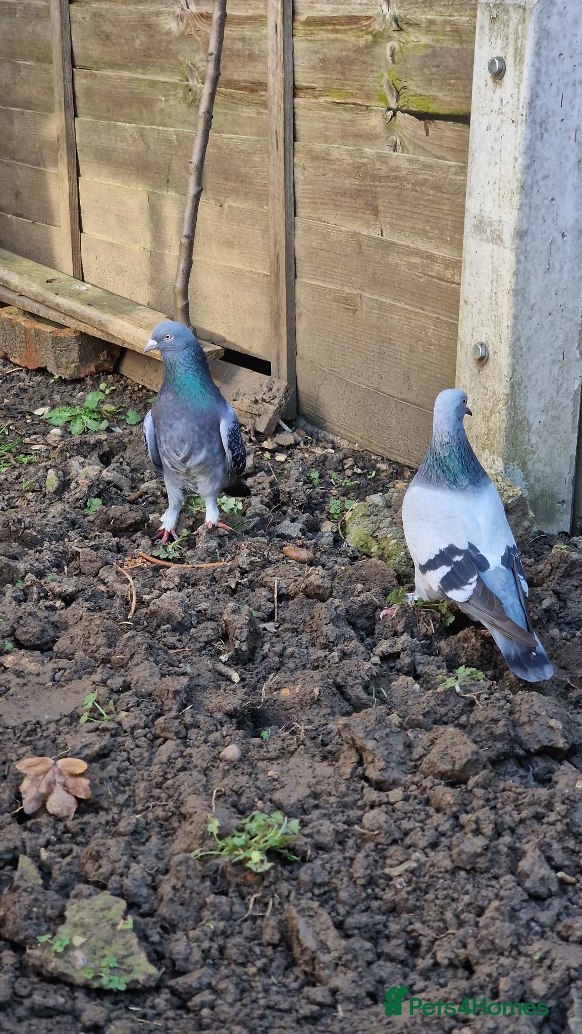 Pigeons birds Leicester - Advert 1