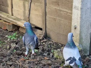 Pigeons birds Leicester - Advert 1