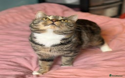 Mixed Breed cats for sale: Sheeba - Image 3